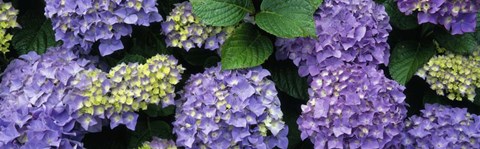 Framed Oregon, Tillamook, hydrangea Print