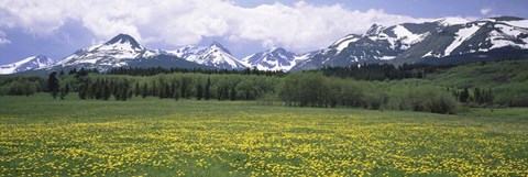 Framed Wildflowers in a field with mountains, Montana Print