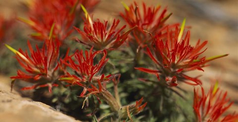 Framed Close-up of flowers Print