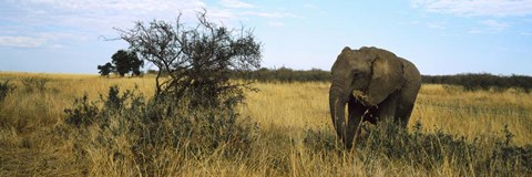 Framed African elephant, Masai Mara National Reserve, Kenya Print