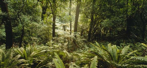 Framed Tropical forest N Isl New Zealand Print
