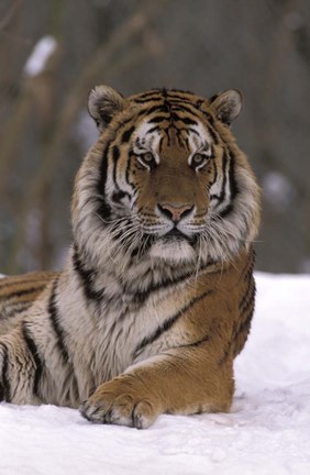 Framed Siberian Tiger in the Snow Print