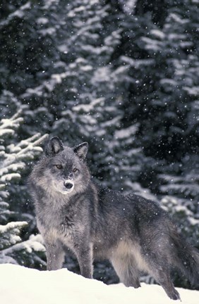 Framed Winter Wolf Print