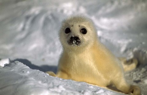 Framed Baby Seal Print