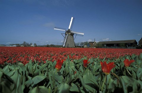 Framed Windmill Amsterdam Netherlands Print