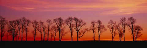 Framed Silhouette of Locus trees in a countryside, Pennsylvania Print