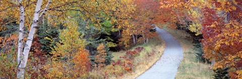 Framed Walking Path Acadia National Park Print
