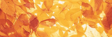 Framed Autumn Leaves Print