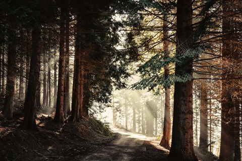 Framed Light Magic Print