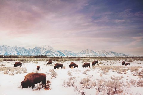 Framed Herds of The Tetons Print