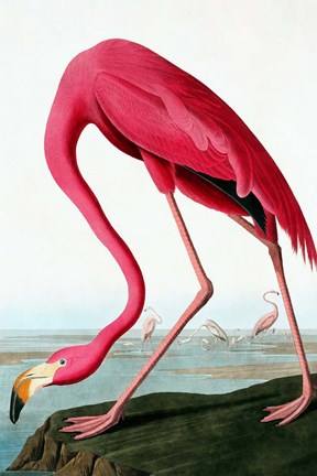 Framed Flamingo Print