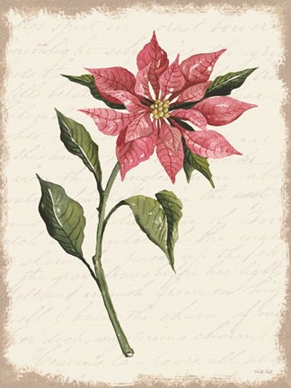Framed Poinsettia Botanical I Print