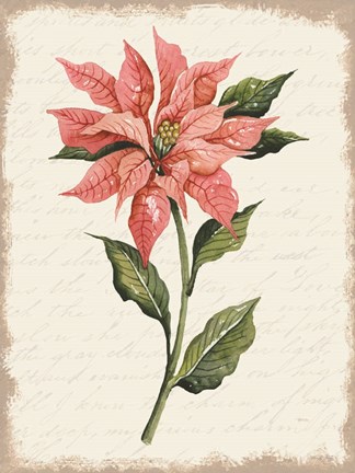 Framed Poinsettia Botanical II Print