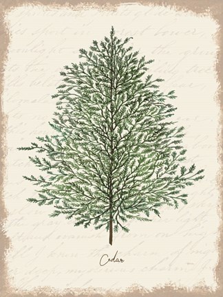 Framed Cedar Botanical Print