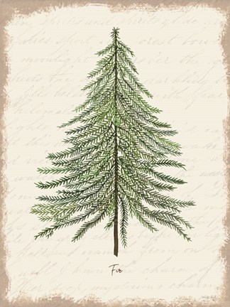 Framed Fir Botanical Print
