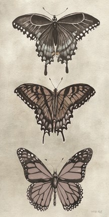 Framed Antique Butterflies II Print