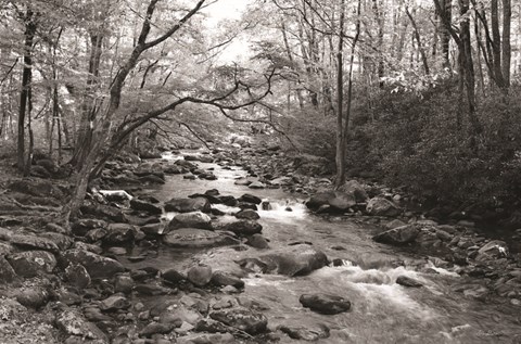 Framed Little Pigeon River I Print