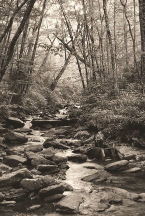 Framed Alum Cave Trail Print