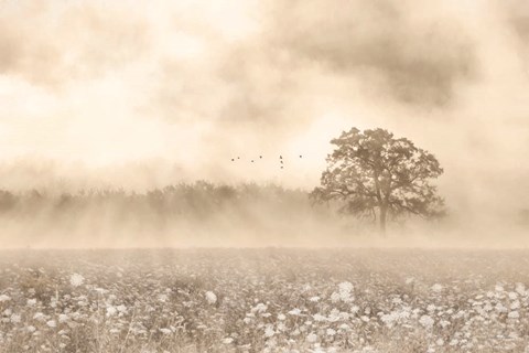 Framed Foggy Wildflower Field Print