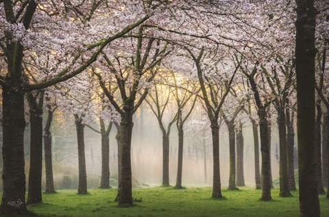 Framed Cherry Blossom Festival Print