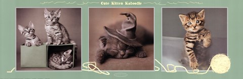 Framed Cute Kitten-Kaboodle Print