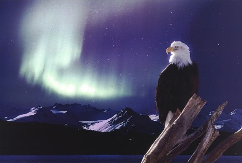 Framed Eagle, Aurora Borealis Print