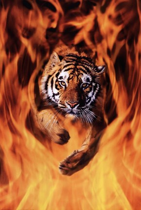 Framed Bengal Tiger Jumping Flames Print
