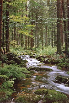 Framed Stream in Forest Print