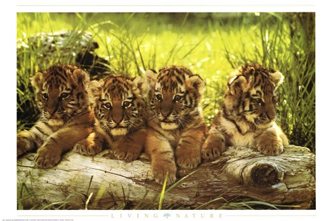 Framed Baby Tiger Print
