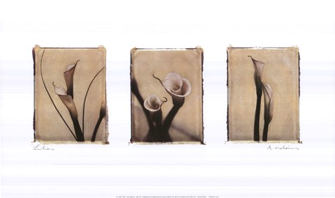 Framed Lilies Print