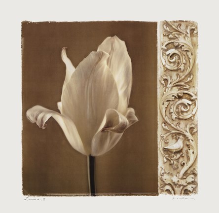 Framed Lumiere II Print