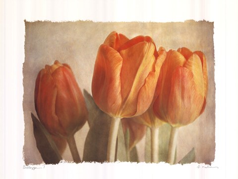 Framed Bellezza I Print