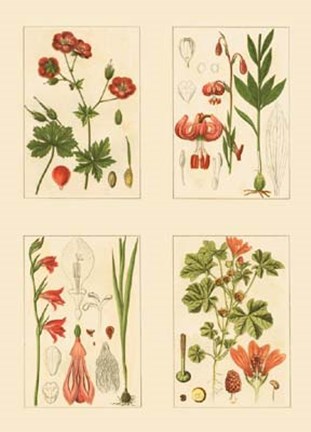 Framed Miniature Botanicals II Print