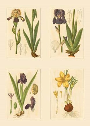 Framed Miniature Botanicals III Print