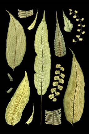Framed Ferns on Black III Print