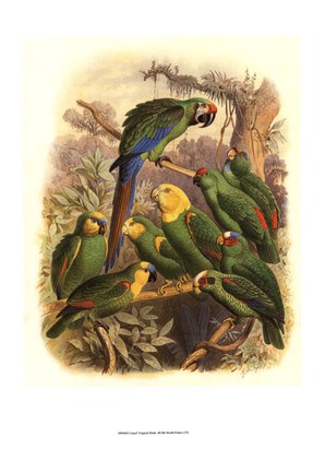 Framed Tropical Birds I Print