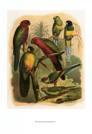 Framed Tropical Birds II Print