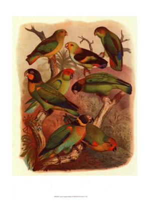 Framed Tropical Birds IV Print