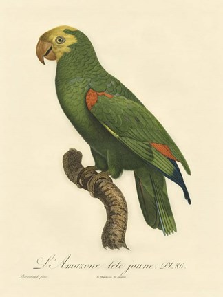 Framed Parrot, PL 86 Print