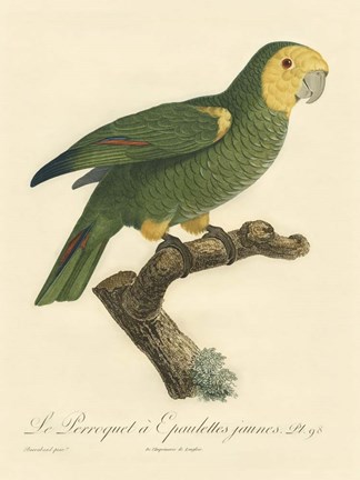 Framed Parrot, PL 98 Print