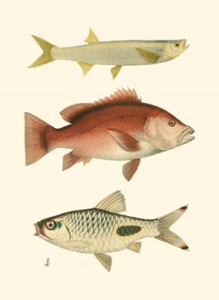 Framed Antique Fish II Print