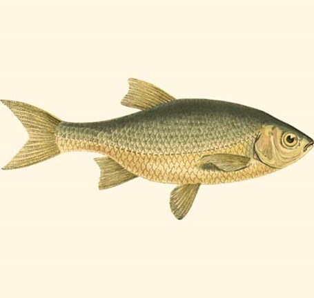 Framed Small Antique Fish IV Print