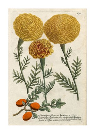 Framed Marigold Magic I Print
