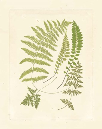 Framed Ferns with Platemark II Print