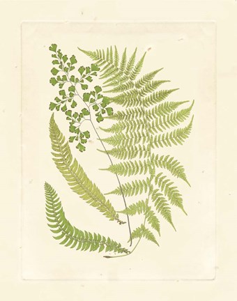 Framed Ferns with Platemark III Print