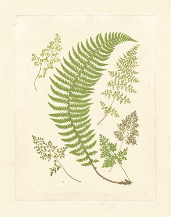 Framed Ferns with Platemark IV Print