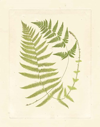 Framed Ferns with Platemark V Print