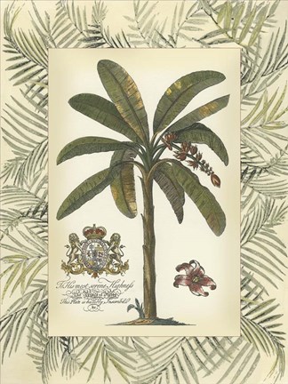 Framed Palm in Bamboo Frame II Print