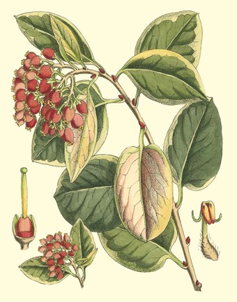 Framed Botanical Fantasy IV Print