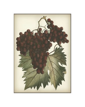 Framed Red Grapes II Print